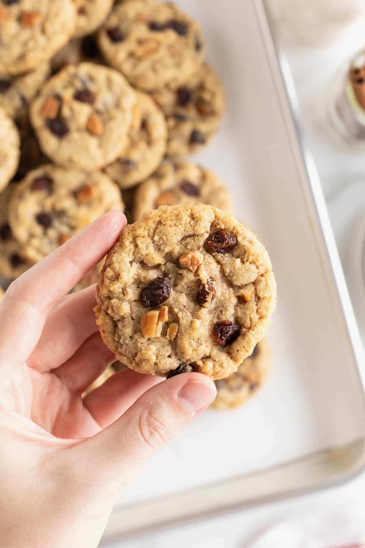 A hand holding an oatmeal raisin cookie with pecans over a parchment lined aluminum baking sheet full of cookies.